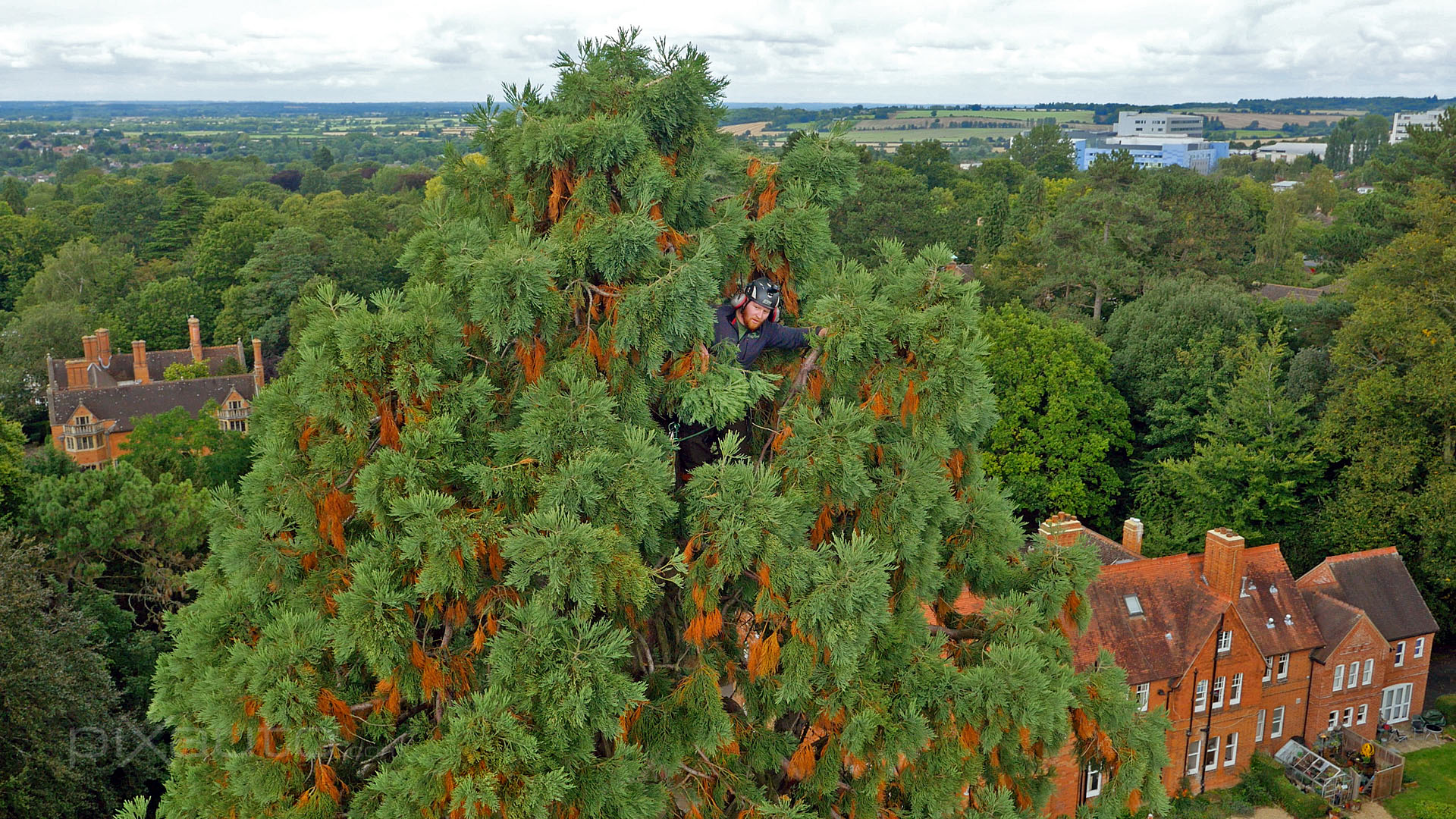 Aerial photo of tree surgeon up a large fir tree
